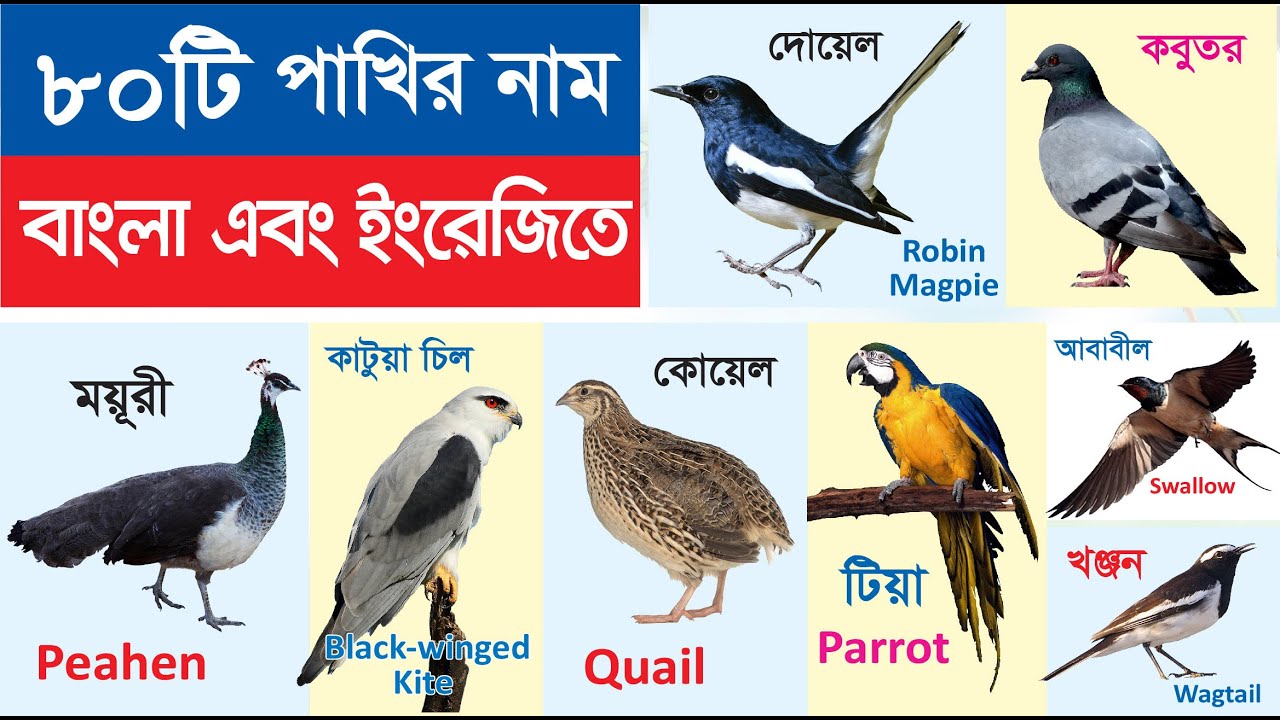 80 Birds Name | ৮০টি পাখির নাম শিখুন | Birds name in Bengali to English | পাখির নাম বাংলা ও ইংরেজিতে