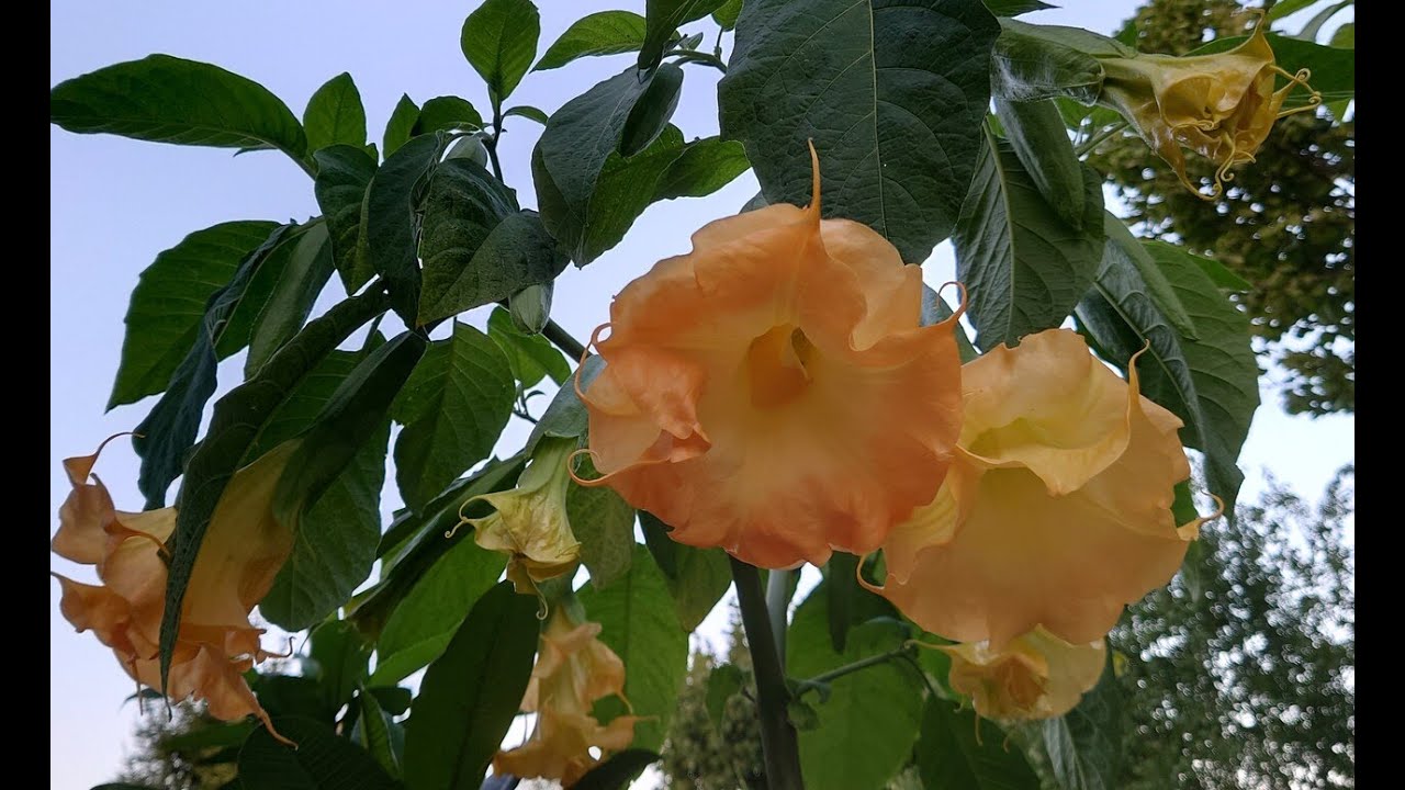 (241) Jak się prezentują brugmansje w sezonie 2023 ?