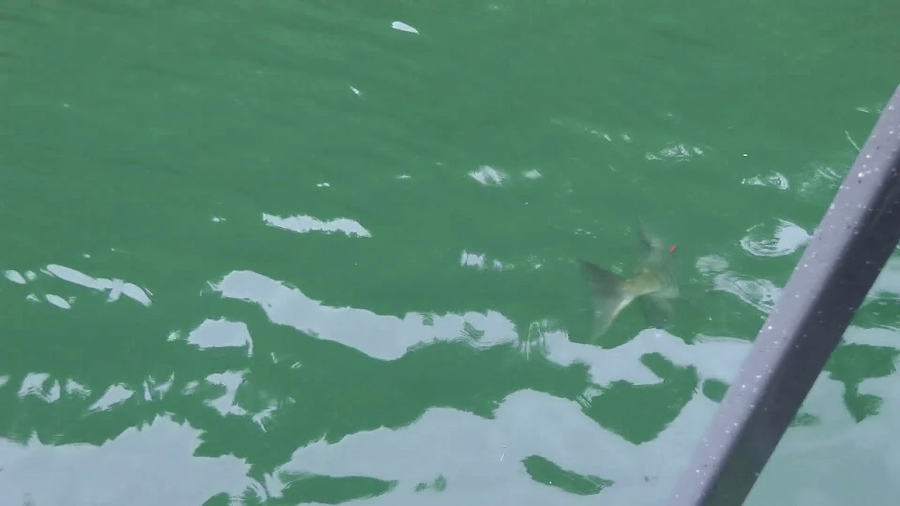 Fishing on the Harrison River