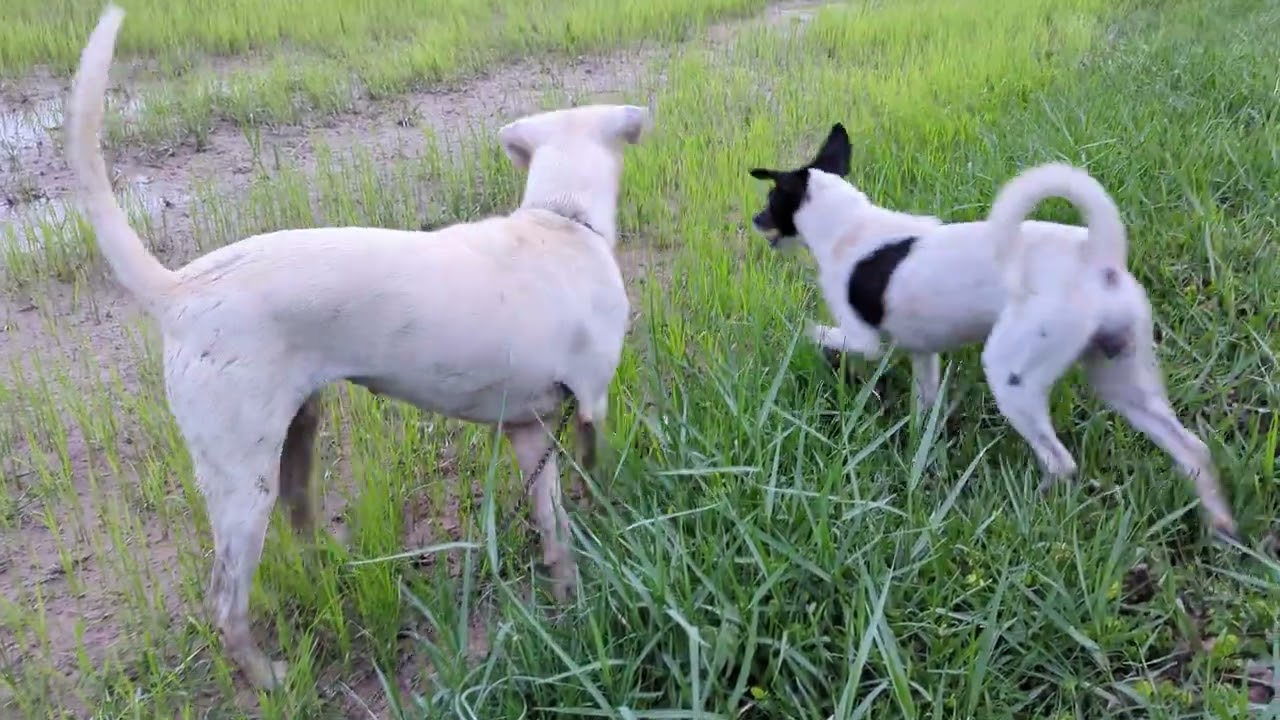 Friendly Stray Dogs Get Love and Treats in the Wild 🐾❤️