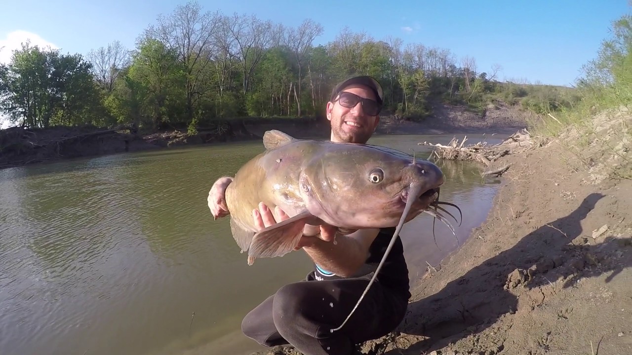 Giant Catfish Thames River Ontario