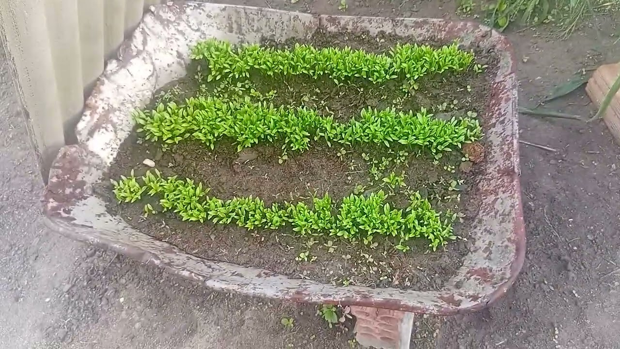 O amanhecer no nordeste é lindo 