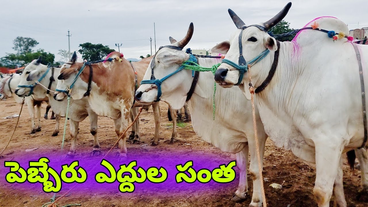 ongole cattle shows in india-pebbair cattle market videos-pebbair bulls market 2024-pebbair santha🐂🐂