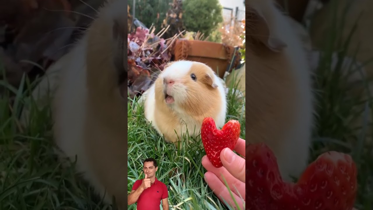 Porquinho da &iacute;ndia #shorts