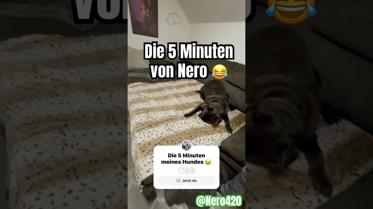 Die 5 Min eines Hundes 😆