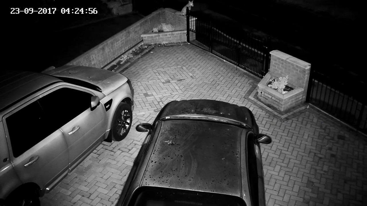 Urban Foxes Sheffield 23 September 2017