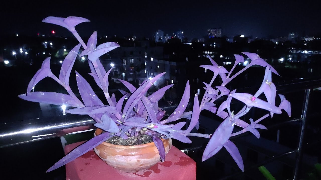 #flowers #gardening, purple heart plant flower/purple heart plant care/ indoor or out door plants