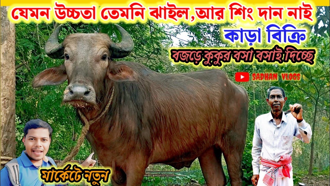 যে কোনো আসরে ১নং ছাড়ার মতো হালি কাড়া বিক্রি। শিং,উচ্চতা,ঝালে এবং লাগে কোনটাই কম নাই।