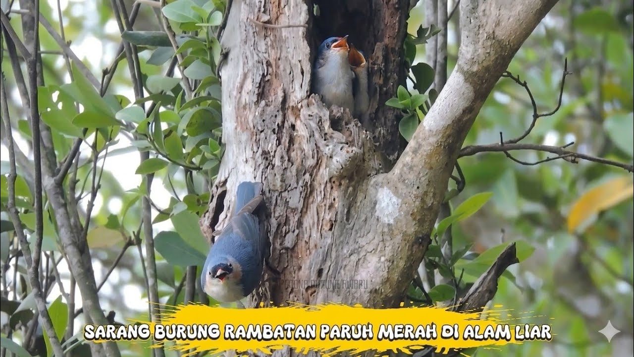 Sarang Burung Rambatan Paruh Merah Di Alam Liar