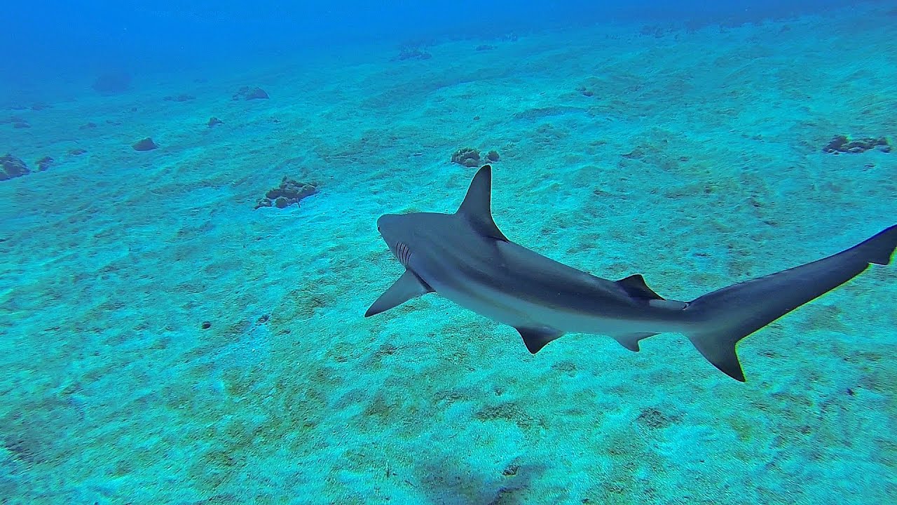 Freediving Honolua Bay, Maui
