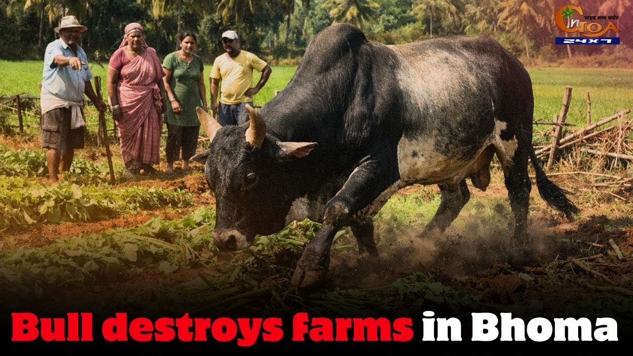 Bull destroys farms in Bhoma, Locals capture him, hand it over to Gaushala