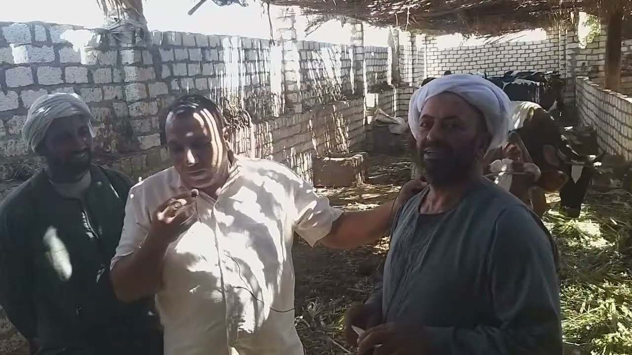 الابقار الحلاب والتربيه المنزليه اقل اكل بيكفي
