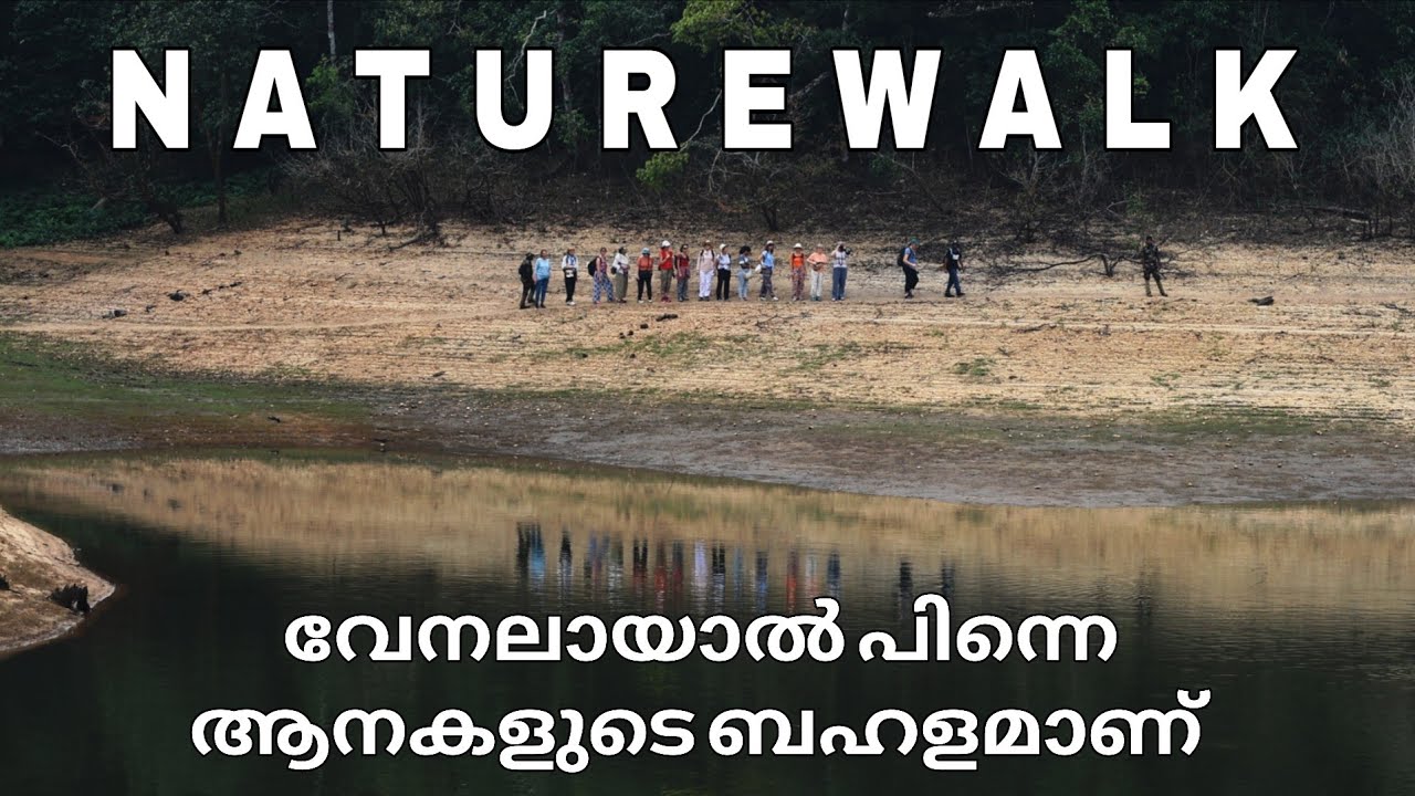 Walk through a Virgin forest| കുറഞ്ഞ ചിലവിൽ വന്യ മൃഗങ്ങളെ കാണാം | പെരിയാർ ടൈഗർ റിസേർവ് 