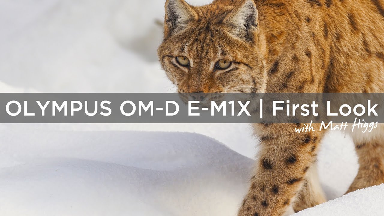Olympus OM-D E-M1X | First Look and Hands On. Wildlife in the Bavarian National Park