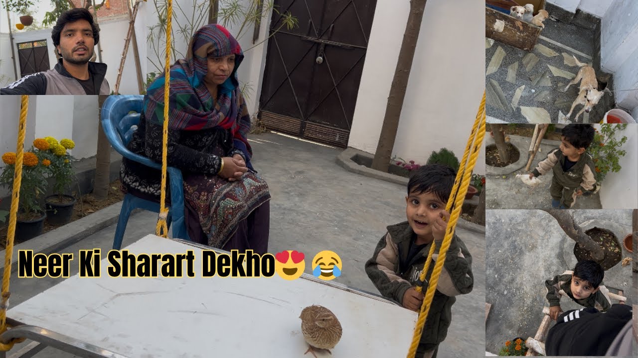 Neer Bater Ko Jhulaa Jhula Rkha Hai😂!! Hmara Kabutar Bhag Gya🕊️