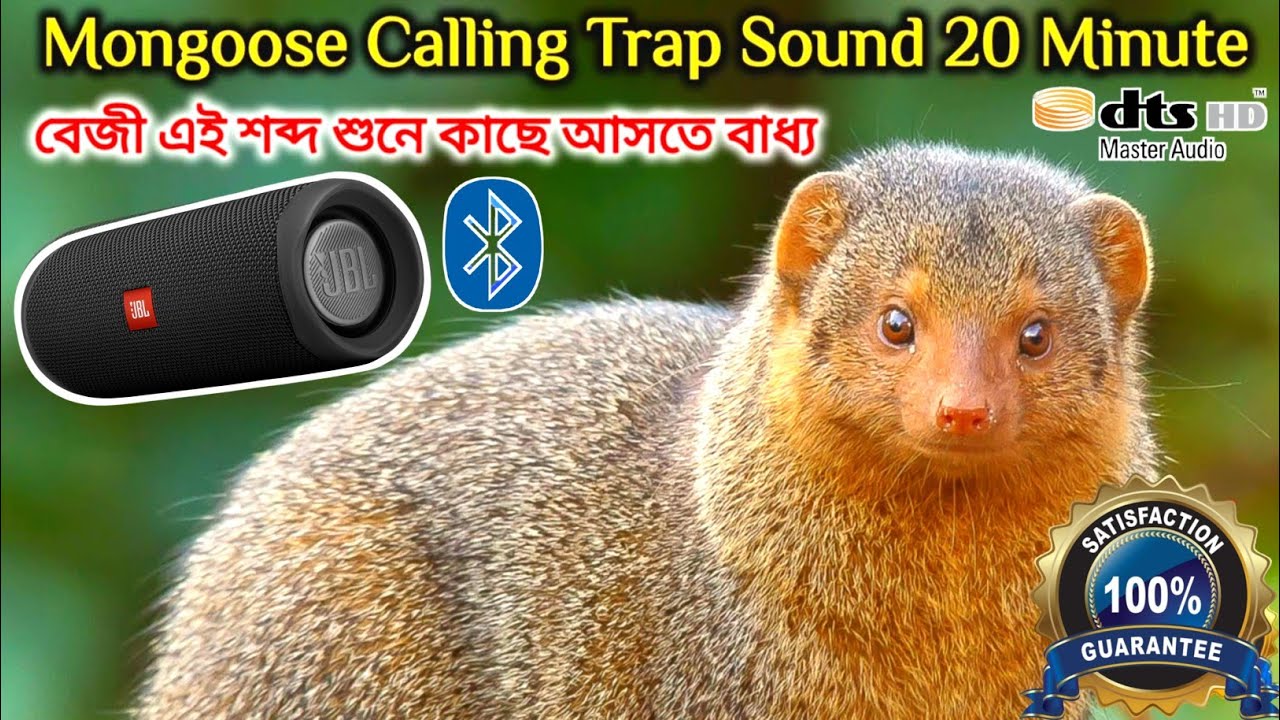 Mongoose Real HD Sound For Trap Calling. Hawaiian mongoose voice