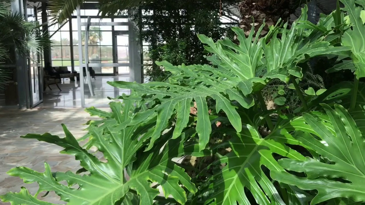 Kuwait: Bayan Botanical Garden at Bayan Palace - A Must-Visit Place حديقة قصر بيان