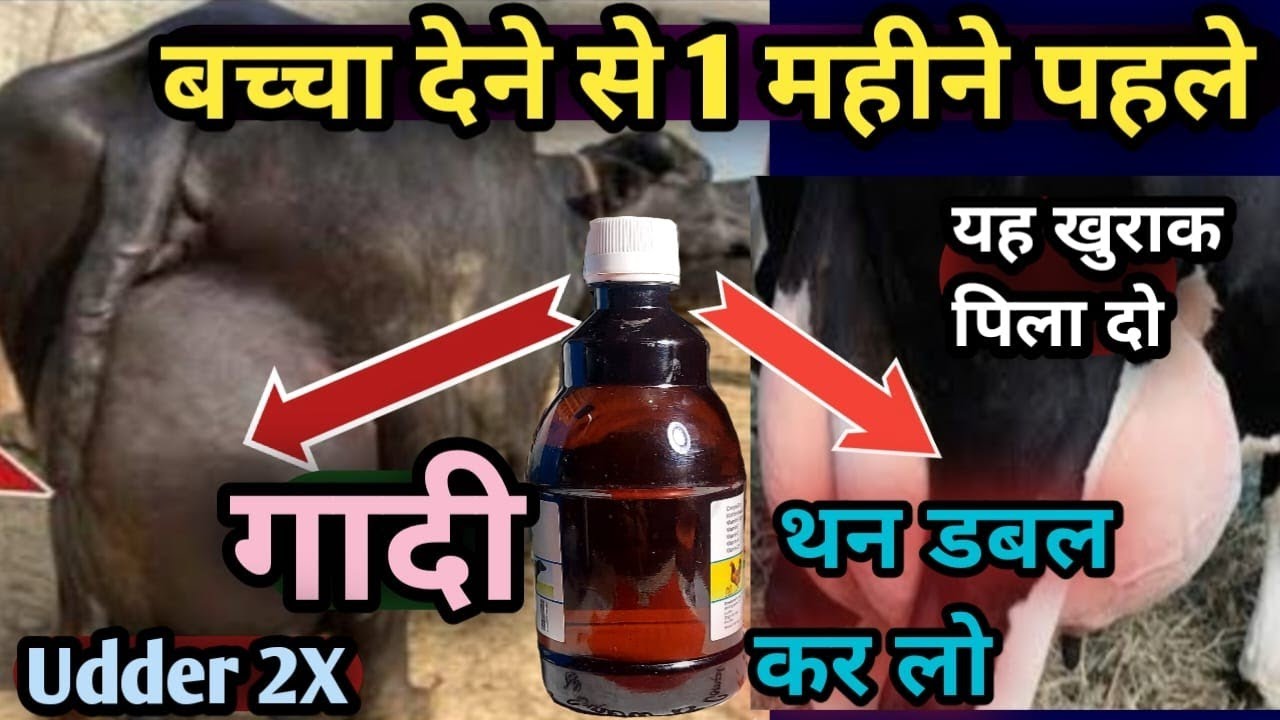 बच्चा देने से 1 महीने पहले गाय भैंस को यह खुराक खिला दो||👍गादी व थन डबल कर लो||Increase Udder👉