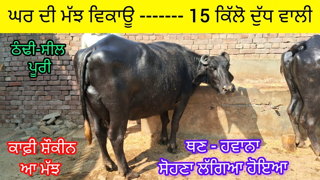15 ਕਿੱਲੋ ਦੁੱਧ ਵਾਲੀ   ਘਰੇਲੂ ਮੱਝ ਵਿਕਾਊ . 97793-05549  One murah buffalo sale 15 kg milking. 