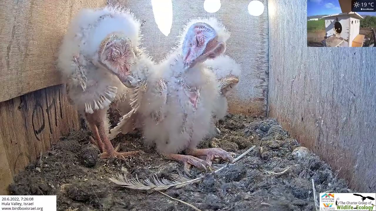 Little barn owl nestlings preen their cute fluffy down feathers.