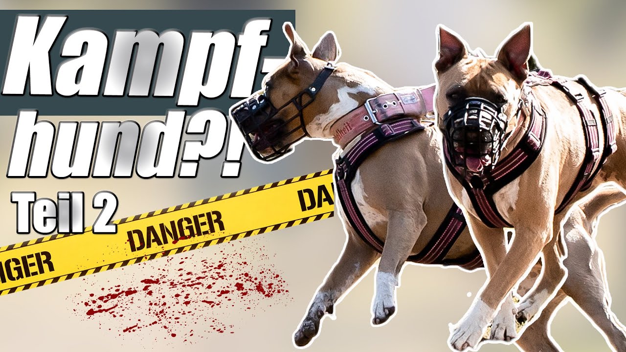 Kampfhund ja oder nein? - Vorurteile machen keinen Sinn!
