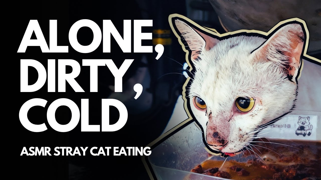 ASMR Feeding Alone, Cold, Dirty Cat Under The Car 