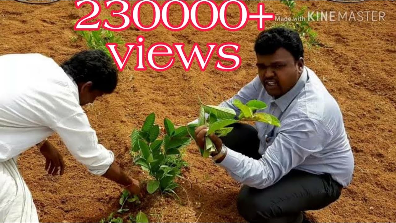 ತೈವನ್ ಪಿಂಕ್  Taiwan pink ಪೇರಲ ಹಣ್ಣು(Guava) Plantation site visit at Koppal. 9019162251