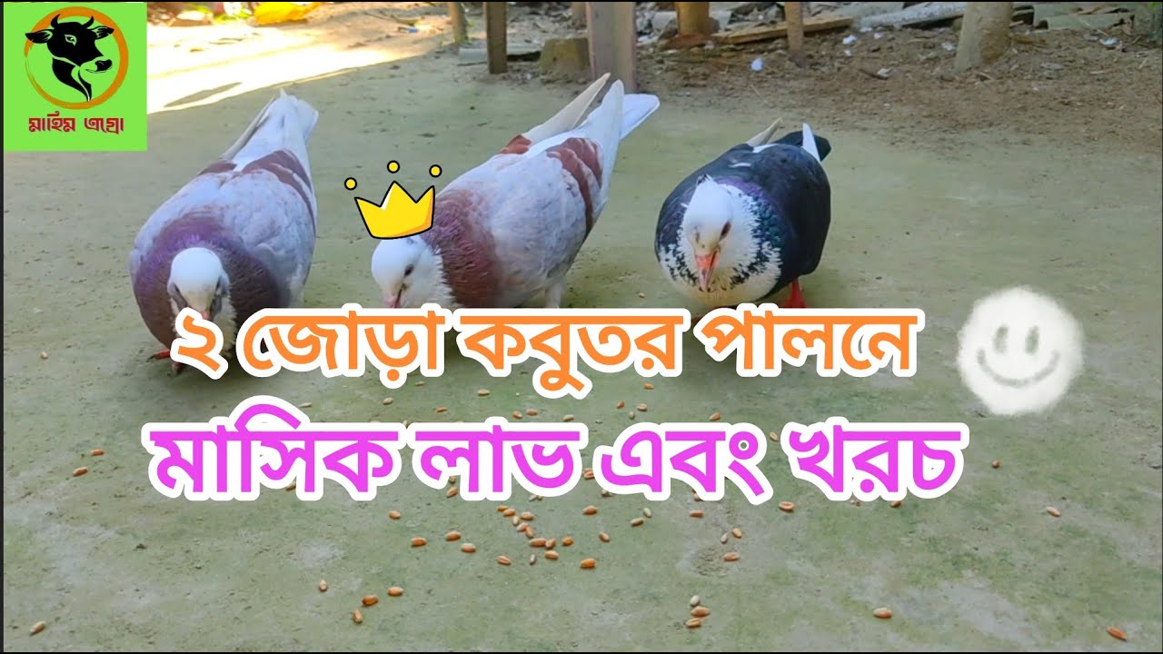 ২ জোড়া কবুতর পালনে মাসিক খরচ এবং লাভ।Monthly cost and profit of keeping 2 pairs of pigeons.#pigeon