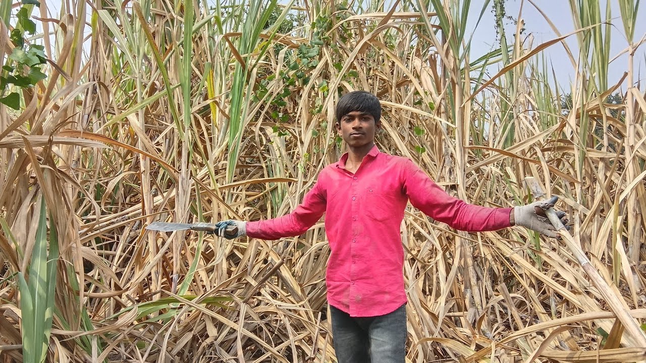 Ganney katne main aaj bahot mehnat ki 👁️