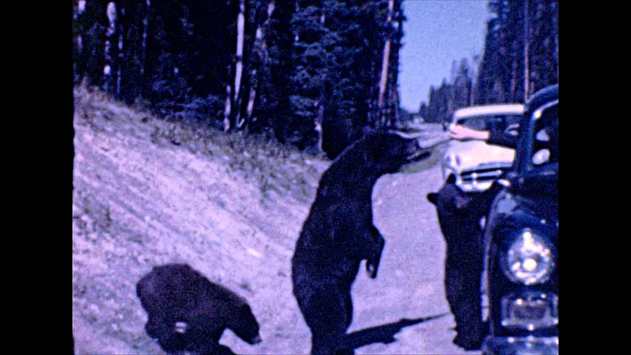 Found 8mm Film - Feeding Bears From The Car In Yellowstone, 1951