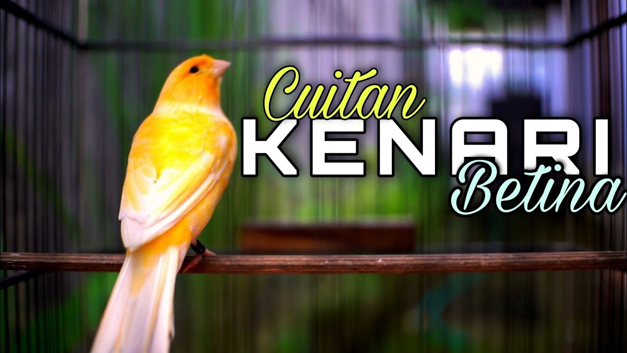 Pancingan Kenari Betina Memanggil Jantan Biar Gacor