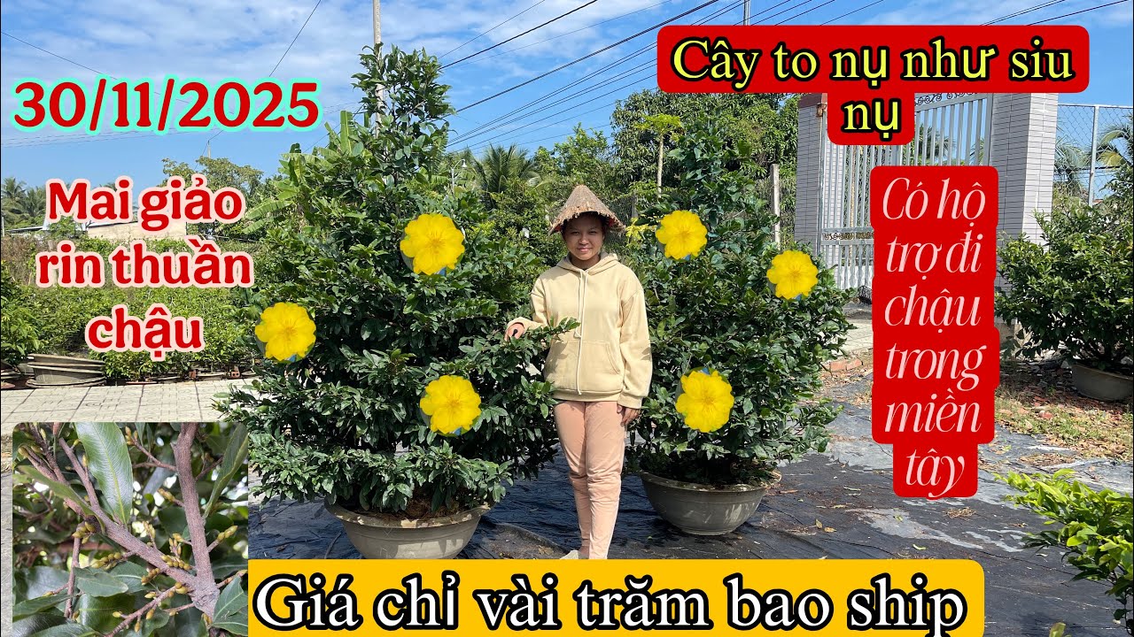 1/12/2025🌲vườn mai bạn thuý☎️0366166728GL 15mã số mai thuần chậu chơi tết chỉ vài trăm ngàn 1 cây