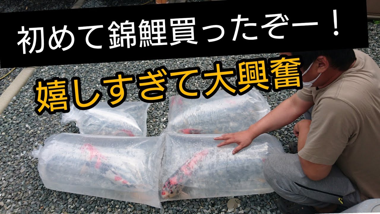 親友【初めて錦鯉を買いました】嬉しすぎて大興奮！　　野池飼育　自宅池　大型水槽　#錦鯉　濾過槽　当歳　#nisikigoi　ปลาคราฟ　#diy