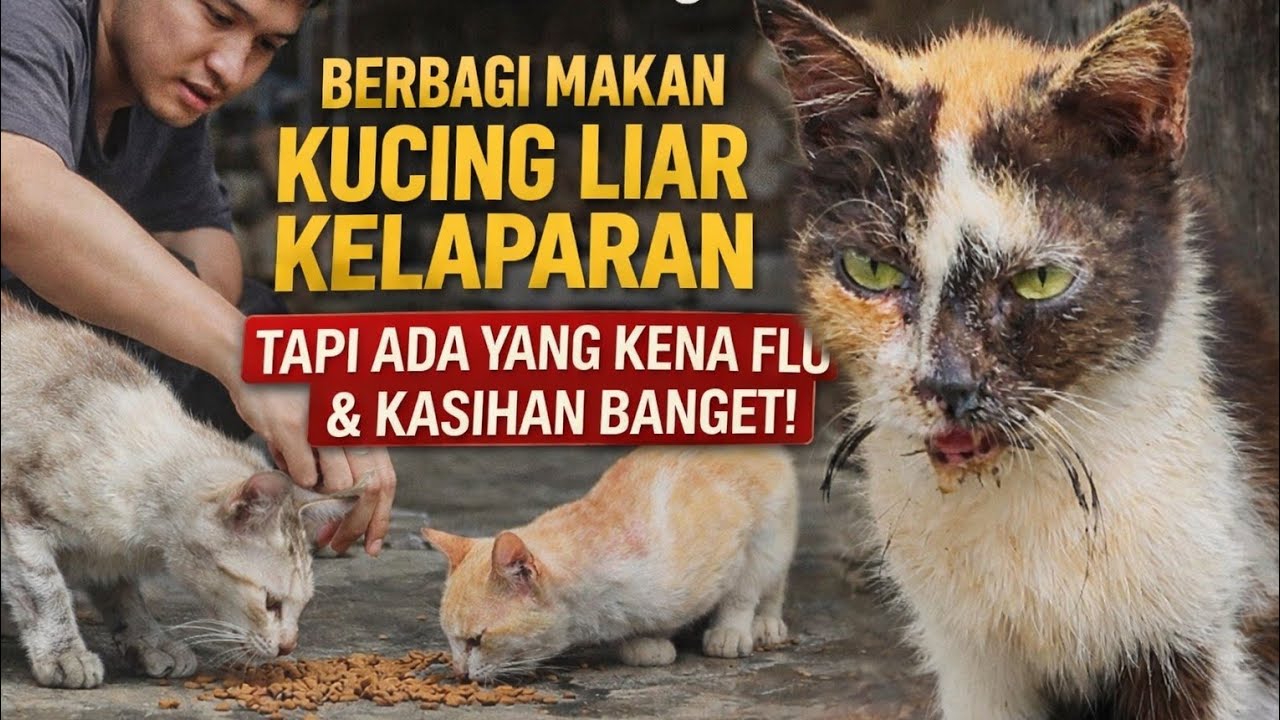 Di Tengah Street Feeding, Ada Kucing Lemah yang Hanya Diam… Hatiku Hancur 😭