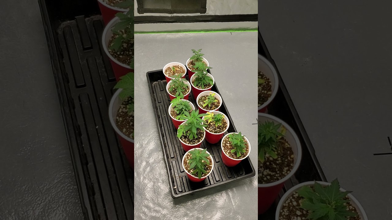 Acmpr licensed grow inspired by pigeons420, cannabis lifestyle TV, and last but not least Mr Grow it