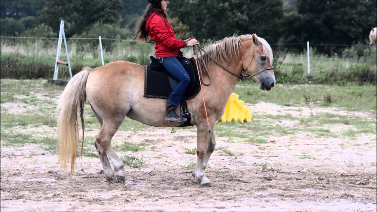 Haflinger Na&iuml;ade - vers le piaffer et le passage