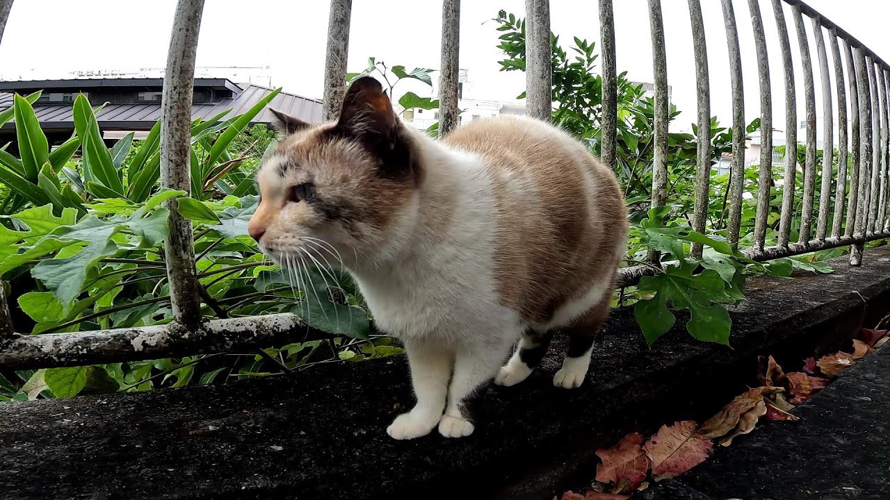 沖縄の公園で人懐っこい野良猫に出会いました