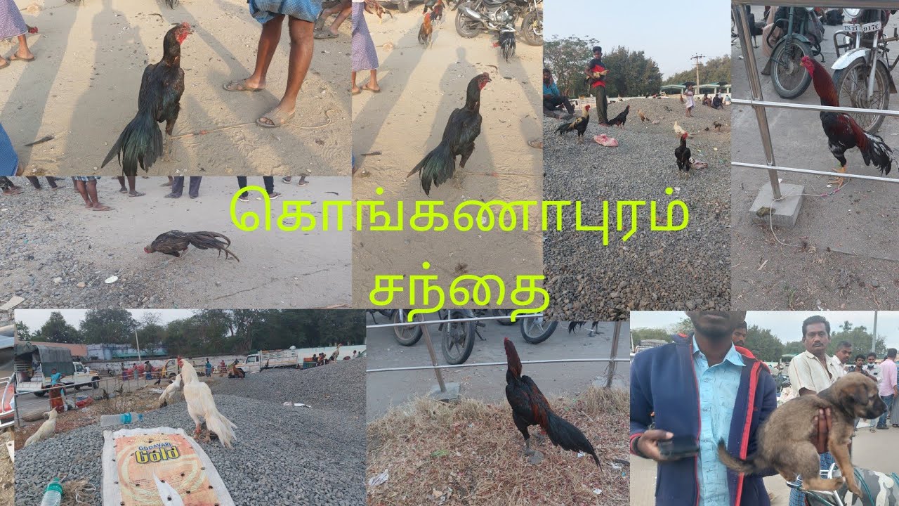 18/3/2023 கொங்கணாபுரம் சந்தை- சேலம் மாவட்டம் கொங்கணாபுரம் கோழி சந்தை