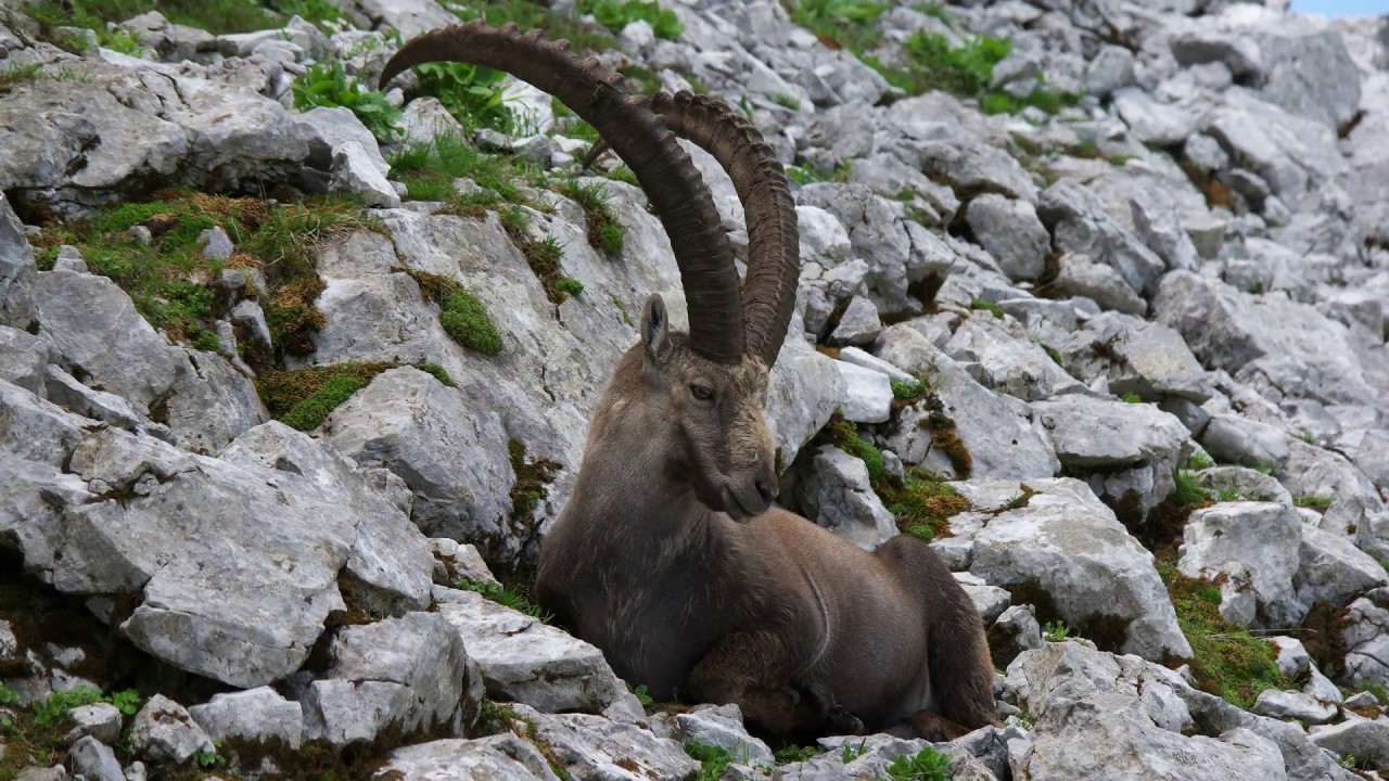 Bouquetin, retour du roi... (4K) (Ibex, the king's return)