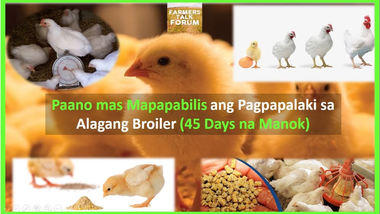 Farmers' Talk Forum: Paano mas Mapapabilis ang Pagpapalaki sa Alagang Broiler (45 Days na Manok)