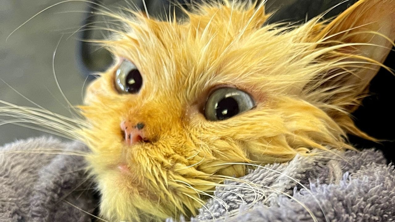 Pippa The Strippa | CAT SHAVE | Graffiti Grooming