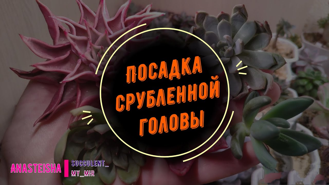 Как сажать срубленную голову.