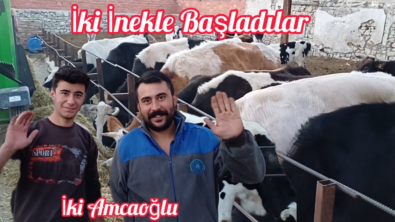İki İnekle Başladılar 30 Başa Ulaştılar - Tek Öğün Besleme Yapıyor #açıkbesi #hayvancılık #çiftlik