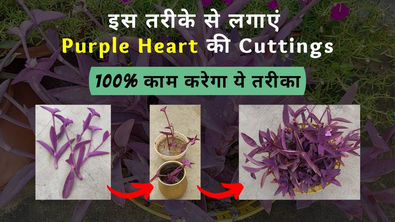 How to Grow Purple Heart Plant from Cuttings | Purple Heart उगाने का आसान तरीका | Tips for Growing