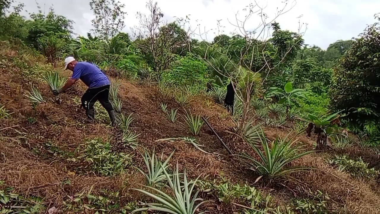 NANAM NANAS BA KEBUN.