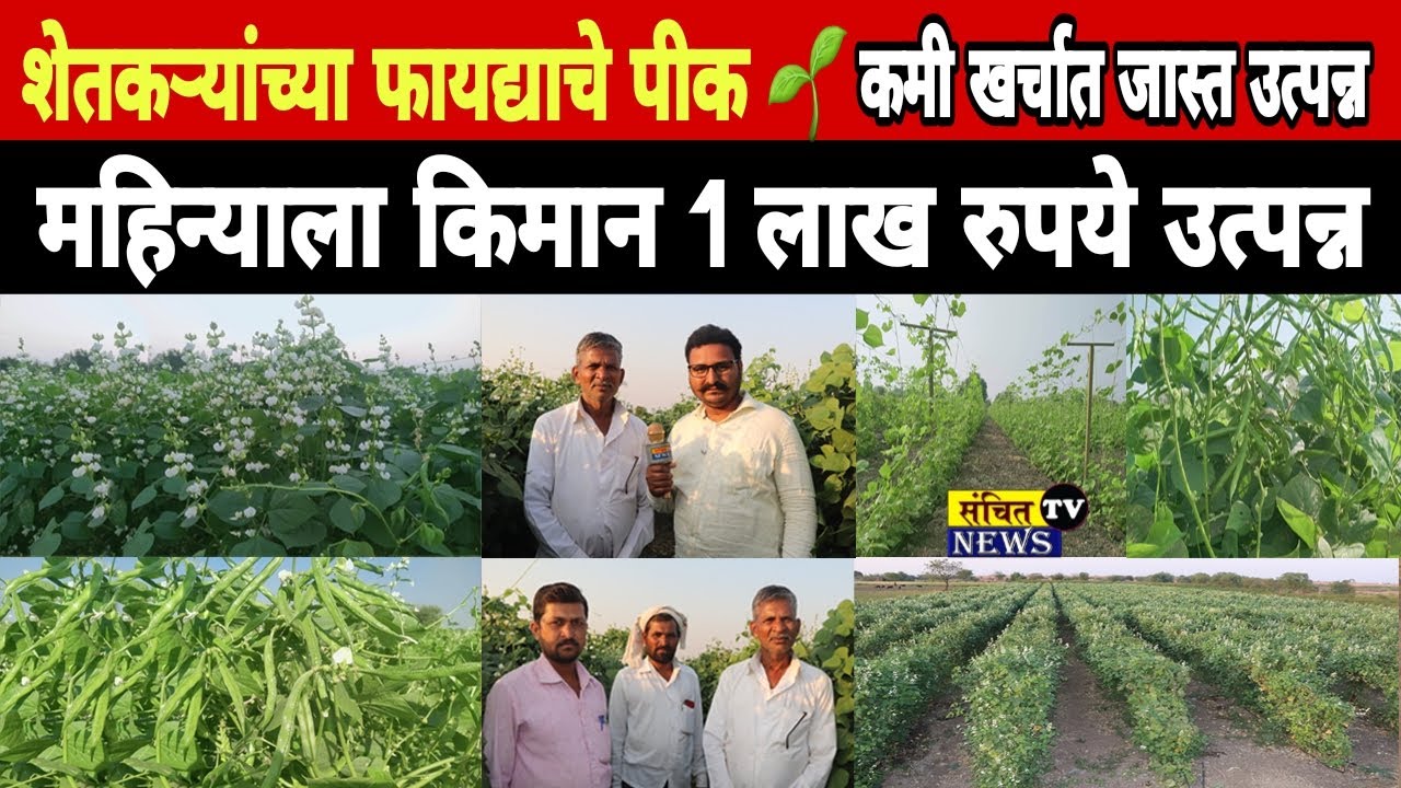 वाल‌ घेवडा लागवड कशी करावी ? खते व रोग नियंत्रण कसे करावे ? घेवड्याची शेती अशी करा होईल चांगला फायदा