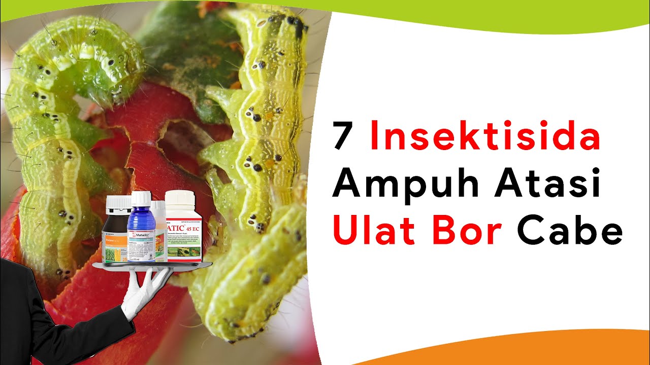 7 Insektisida Paling Ampuh Basmi Ulat Bor Tanaman Cabe