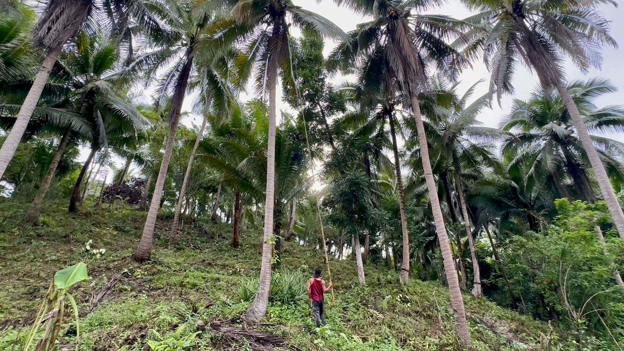 Harvest ng COCONUT - Tamang Pagpili ng Gagawing Cocozel VIRGIN COCONUT OIL + Biyaheng Cam Norte!