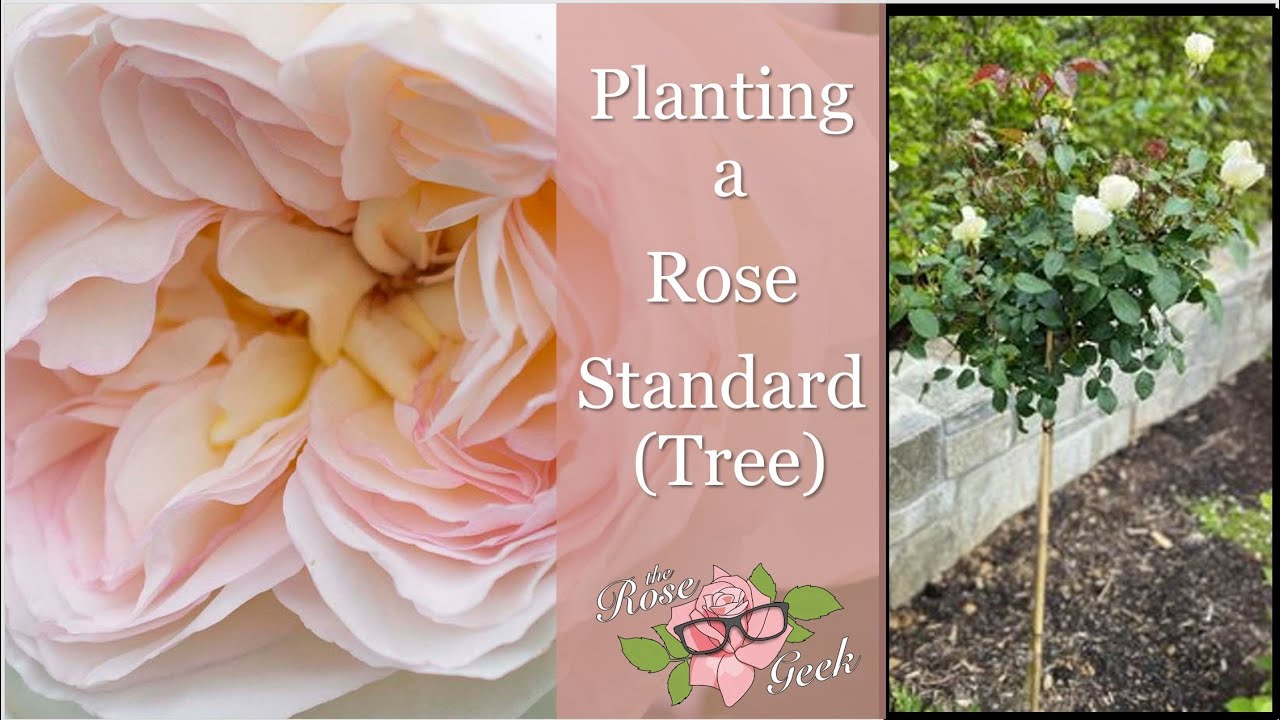 🌹 Planting Rose Standards (Trees) / Bolero / Kordes White Rose