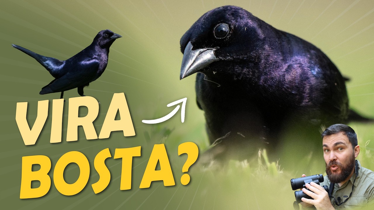 Essas 14 AVES têm NOMES MUITO INJUSTOS!